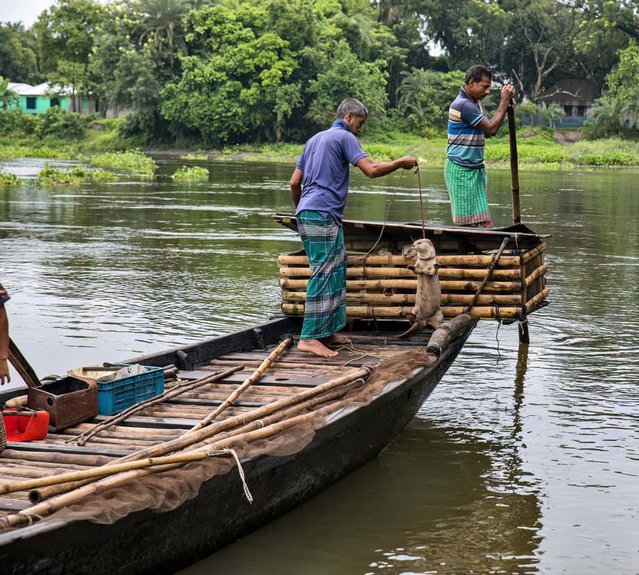 Otter Fishing in Bangladesh